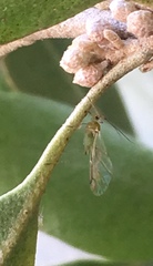 Uroleucon erigeronense