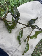 Potamogeton praelongus