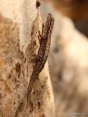 Lygodactylus tolampyae