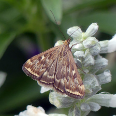 Loxostege munroealis
