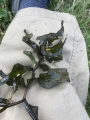 Potamogeton praelongus