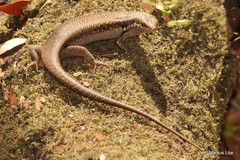 Trachylepis