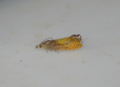 Dichrorampha bittana