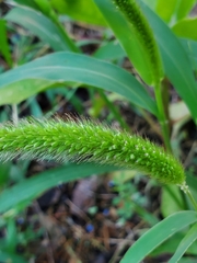 Setaria viridis major
