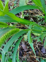 Setaria viridis major