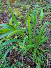 Setaria viridis major