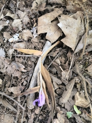 Colchicum umbrosum
