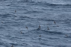 Ardenna tenuirostris