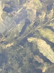 Potamogeton lucens