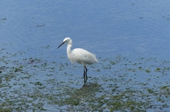 Egretta garzetta