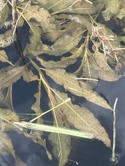 Potamogeton lucens