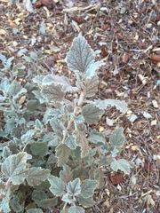 Malacothamnus arcuatus