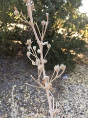 Malacothamnus arcuatus