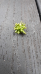 Andricus grossulariae