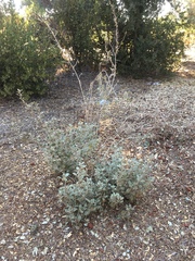 Malacothamnus arcuatus