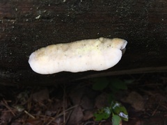 Skeletocutis amorpha