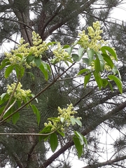 Balfourodendron riedelianum