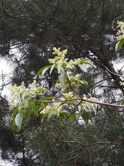 Balfourodendron riedelianum