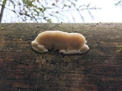 Skeletocutis amorpha