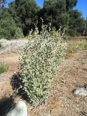 Malacothamnus arcuatus