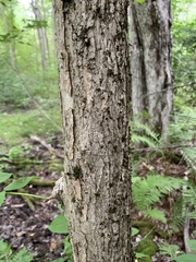 Fraxinus nigra image