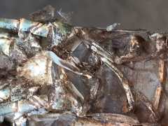 Procambarus spiculifer