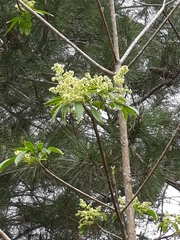 Balfourodendron riedelianum