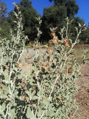 Malacothamnus arcuatus