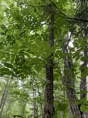 Fraxinus nigra image