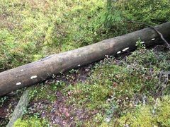 Skeletocutis amorpha