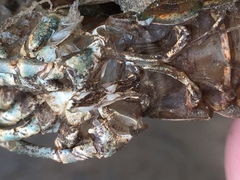 Procambarus spiculifer