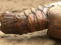 Procambarus spiculifer