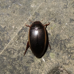 Ilybius fuliginosus
