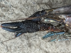 Procambarus spiculifer