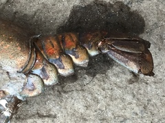 Procambarus spiculifer