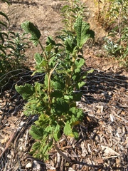 Malacothamnus involucratus