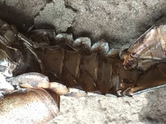 Procambarus spiculifer