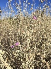 Malacothamnus abbottii
