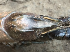Procambarus spiculifer