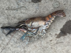 Procambarus spiculifer