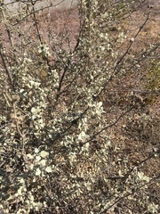 Malacothamnus jonesii