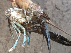 Procambarus spiculifer