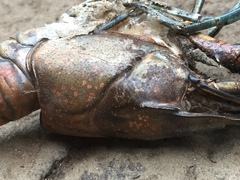 Procambarus spiculifer