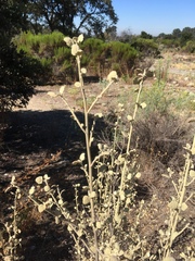 Malacothamnus jonesii