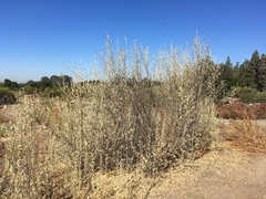 Malacothamnus jonesii