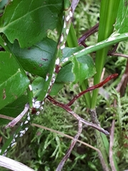 Chionaspis salicis