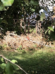 Cardinalis cardinalis