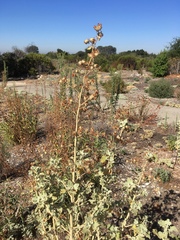 Malacothamnus fremontii cercophorus