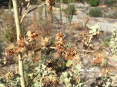 Malacothamnus fremontii cercophorus