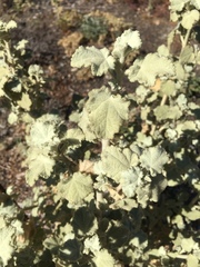 Malacothamnus fremontii cercophorus